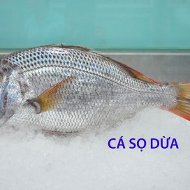 Cá Sọ Dừa