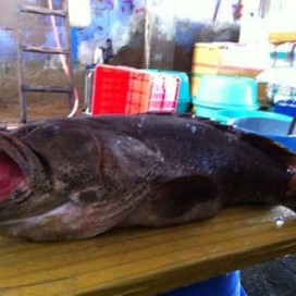 Cá Mú Bông Lớn (con 20kg)