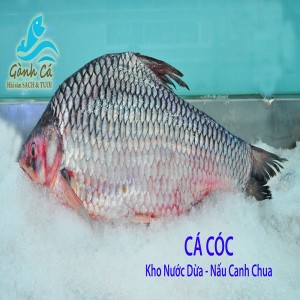 Ca Coc