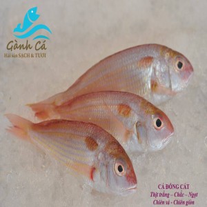 Cá Đổng Cát
