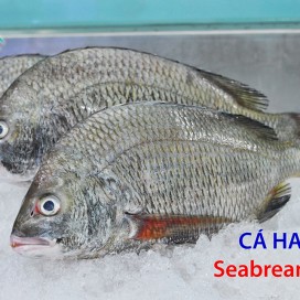Cá Hanh
