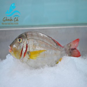 Ca Lu Xanh