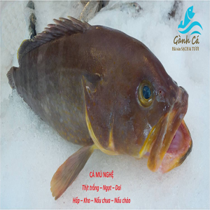 Cá Mú Nghệ