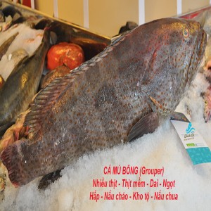 Ca Mu binhdai