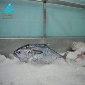 Ca Ngu Bo - lon