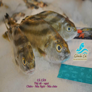 Cá Ong Căn