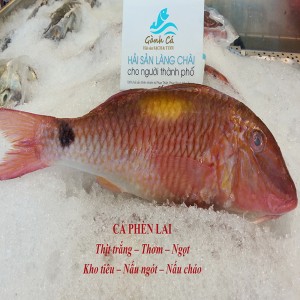 Cá Phèn Lai