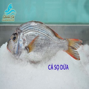 Ca So Dua