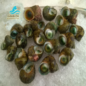 ỐC MẶT TRĂNG