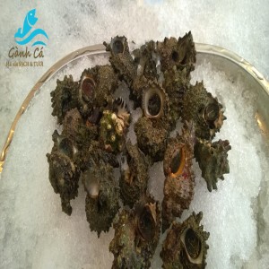 Ốc Gai