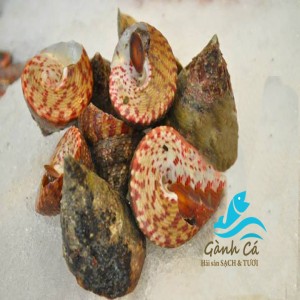 Ốc Nón - Đụn