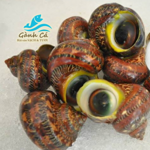 Ốc Vỗ Cảnh