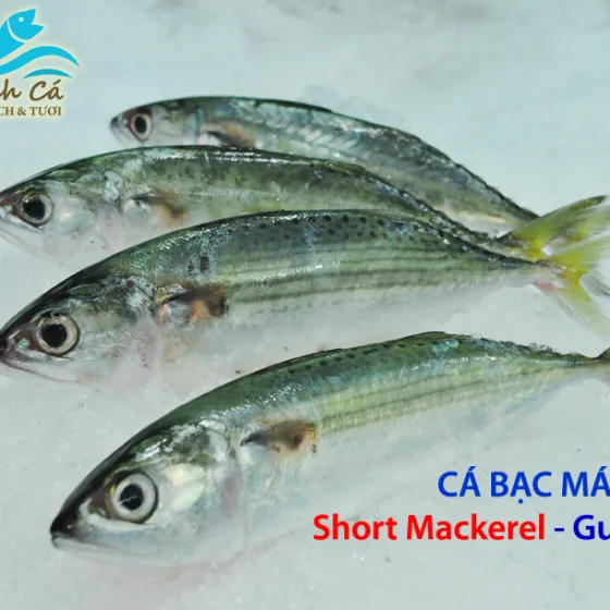 Cá Bạc Má