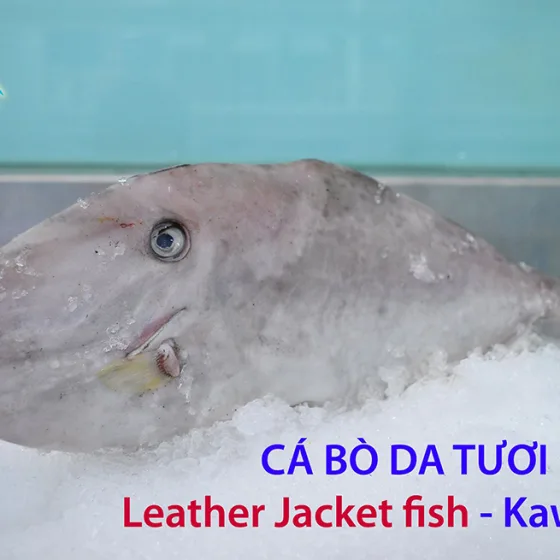 Cá Bò Da