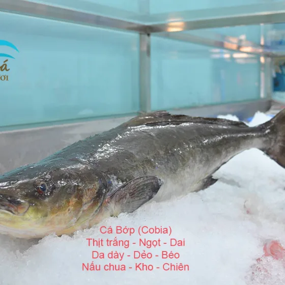 Cá Bớp