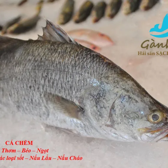 Cá Chẽm
