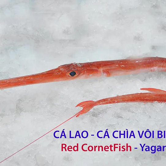 Cá Chìa Vôi – Cá Lao Đỏ