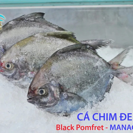 Cá Chim Đen – nhỏ
