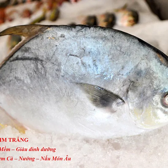 Cá Chim Trắng