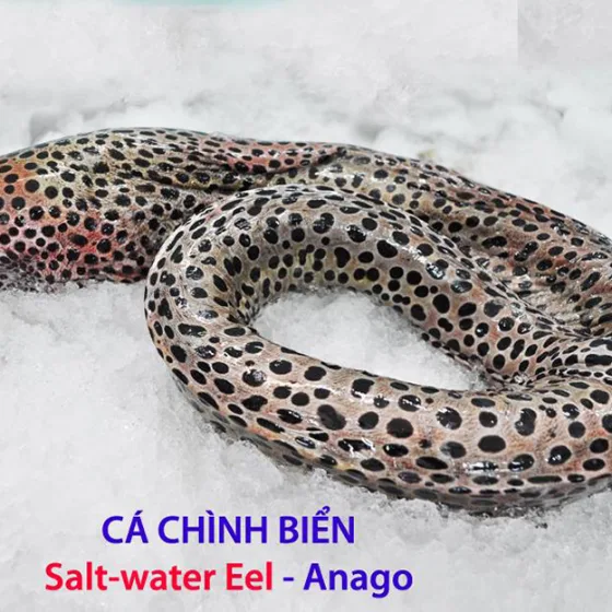 Cá Chình Biển