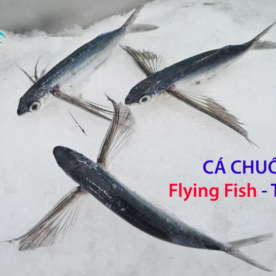 Cá Chuồn