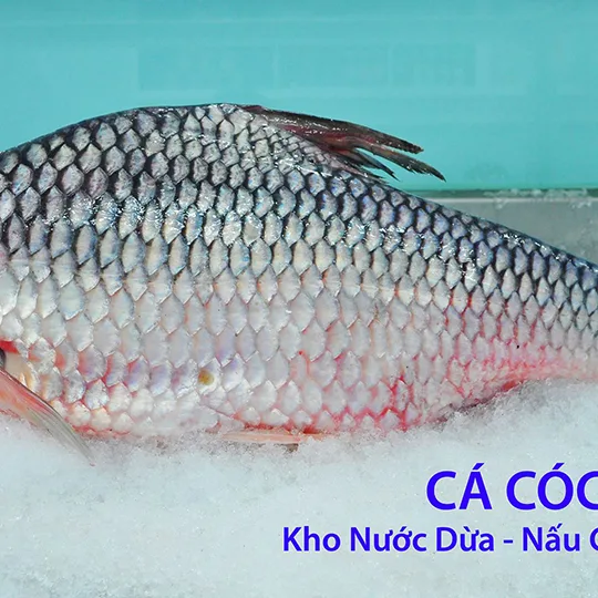 Cá Cóc