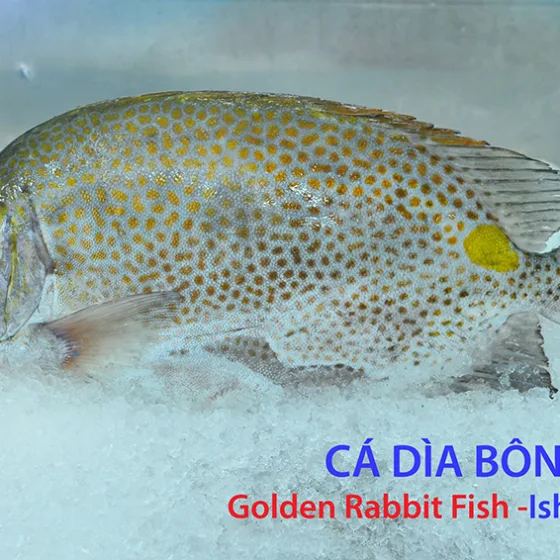 Cá Dìa Bông