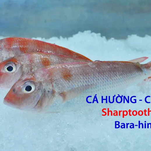 Cá Đổng Cú – Cá Hường
