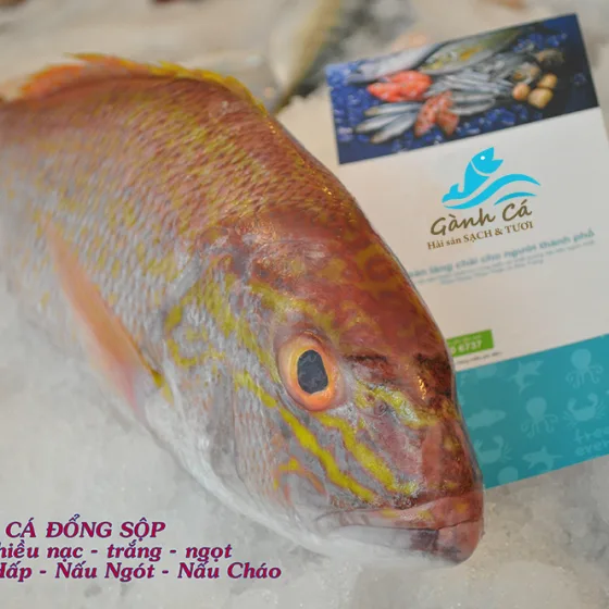 Cá Đổng Sộp