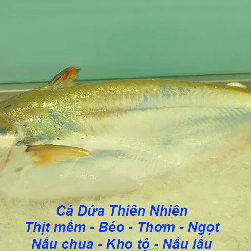 Cá Dứa