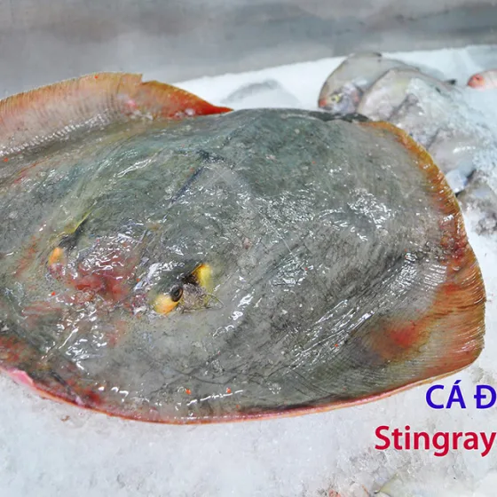 Cá Đuối