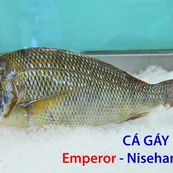 Cá Gáy