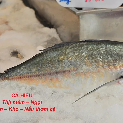 Cá Hiếu