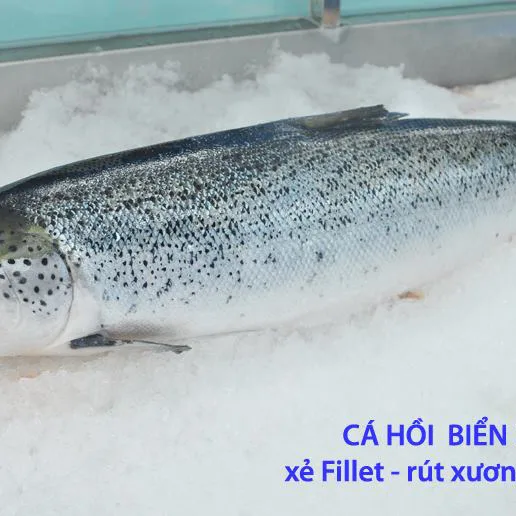 Cá Hồi