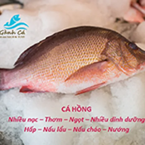 Cá Hồng