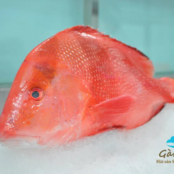 Cá Hồng Gù