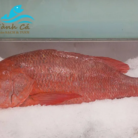 Cá Hồng Phèn (con 11kg)