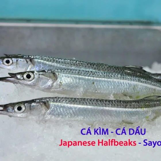 Cá Kìm – Cá Dẩu