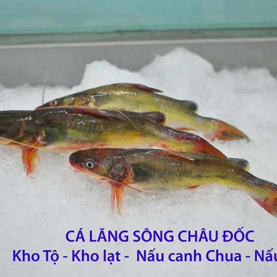Cá Lăng Vàng