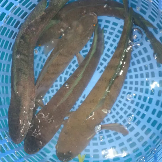 Cá Lóc Đồng