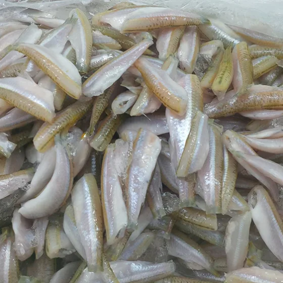 Cá Lòng Tong