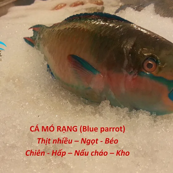 Cá Mó Rạng