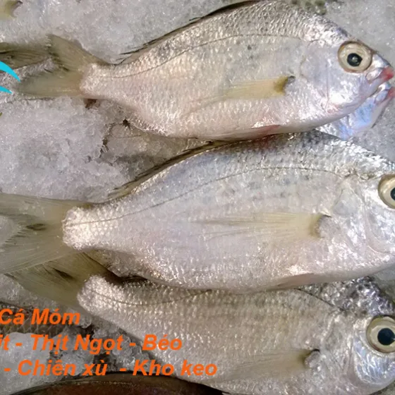 Cá Móm