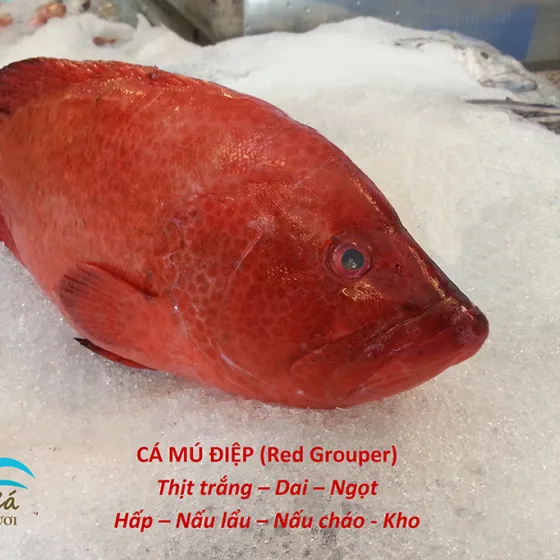 Cá Mú Điệp