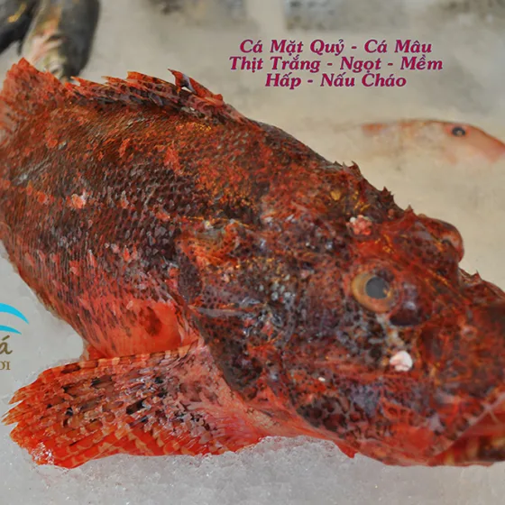 Cá Mú Mâu – Mặt Quỷ