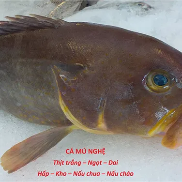 Cá Mú Nghệ