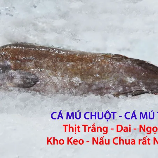 Cá Mú Trê – Mú Chuột