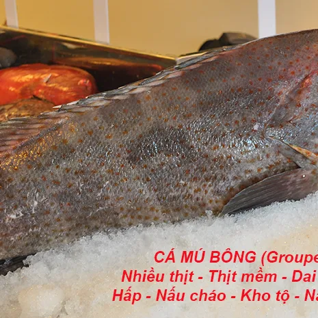 Cá Mú Bông Cắt Lát