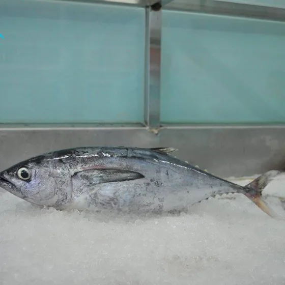 Cá Ngừ Bò Đen