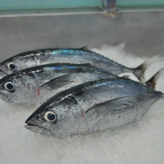 Cá Ngừ Bò Đen Nhỏ